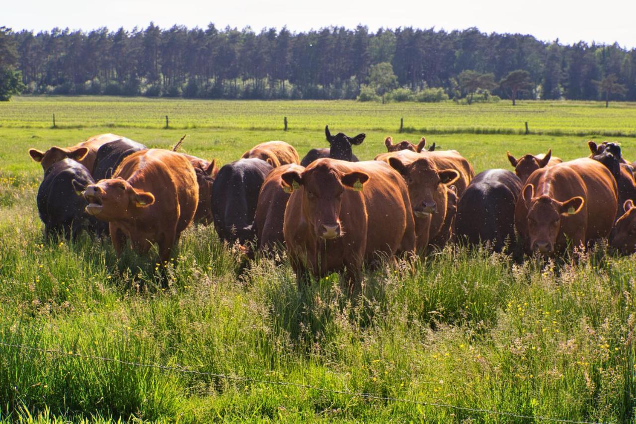 Bauernhofurlaub Bei Familie Bokeloh Ferienhaus